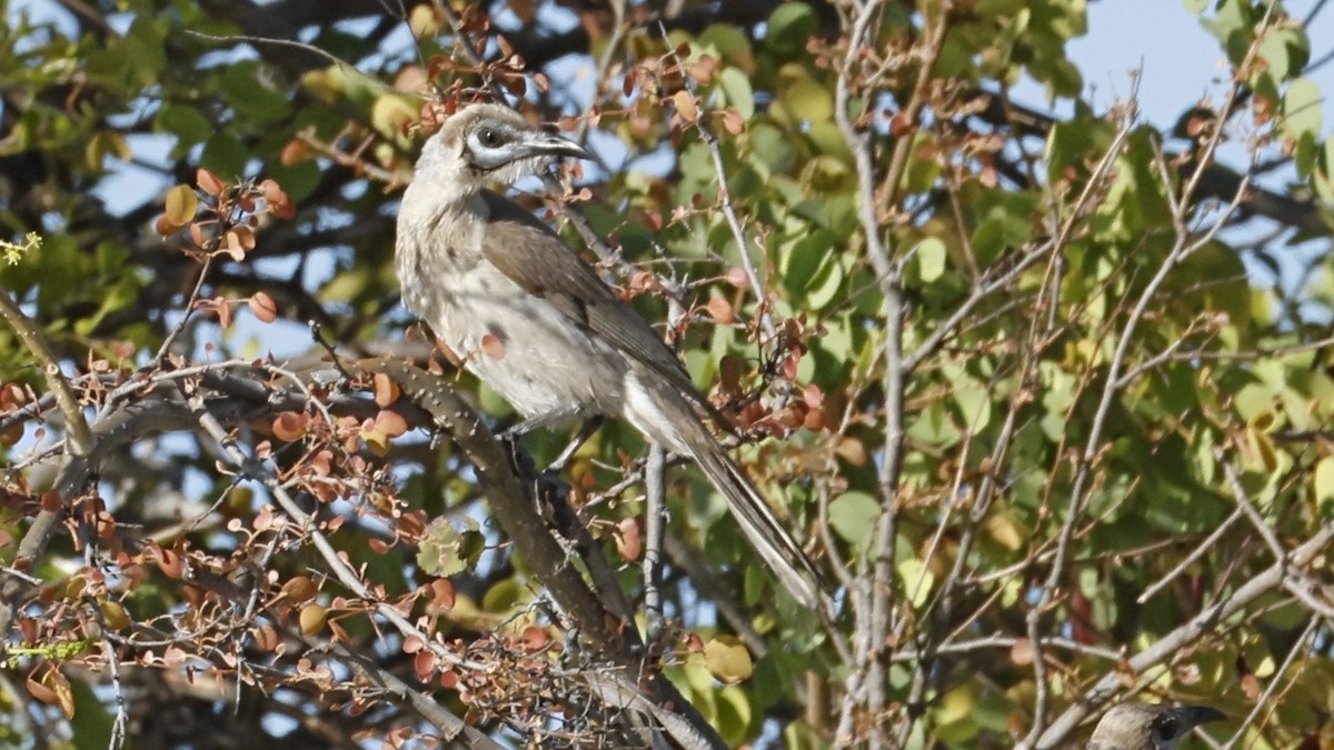 Filemón Goligualdo - ML642005283