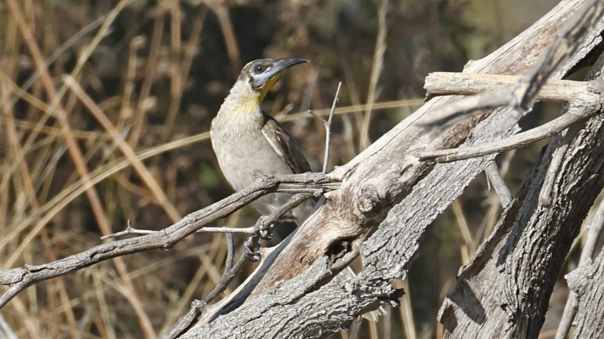 Filemón Goligualdo - ML642005287