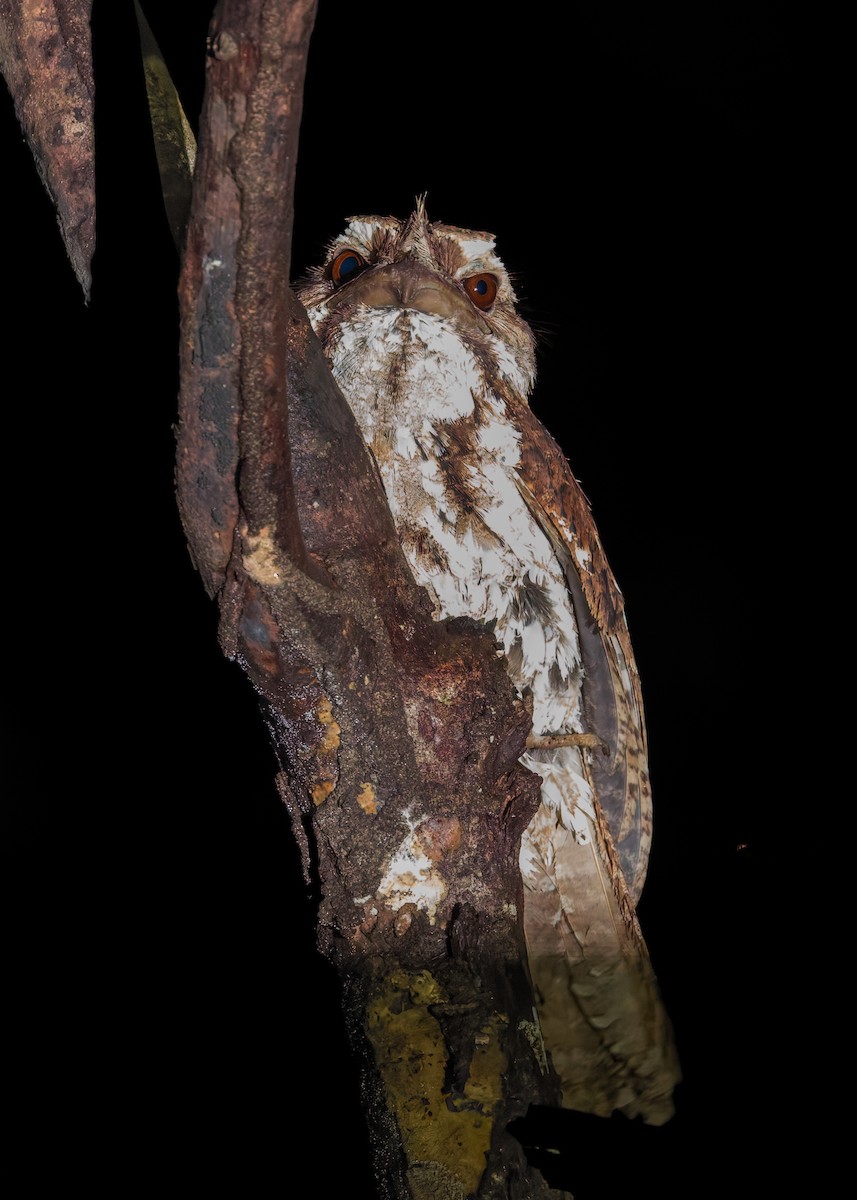 Podargo Ocelado - ML642005311