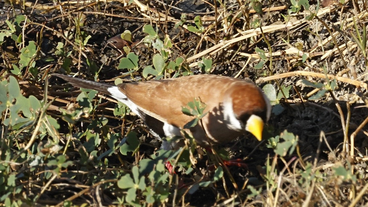 Masked Finch - ML642005316