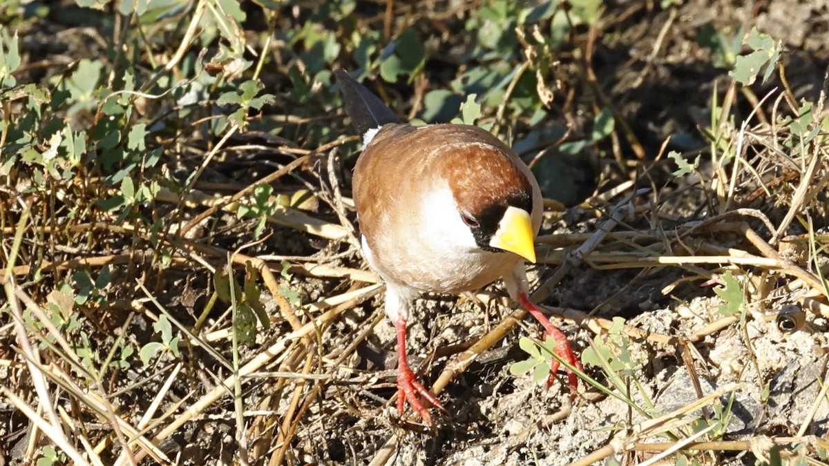 Masked Finch - ML642005317