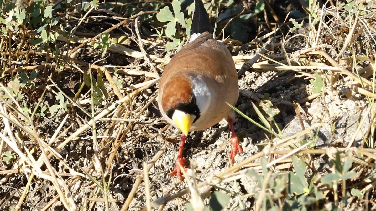 Masked Finch - ML642005318
