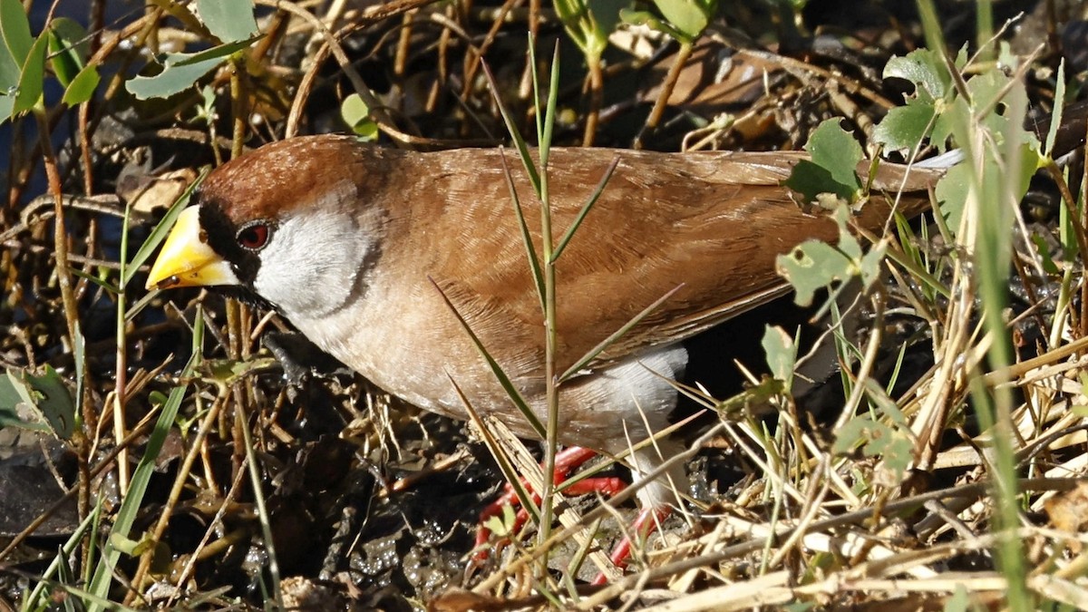Masked Finch - ML642005321