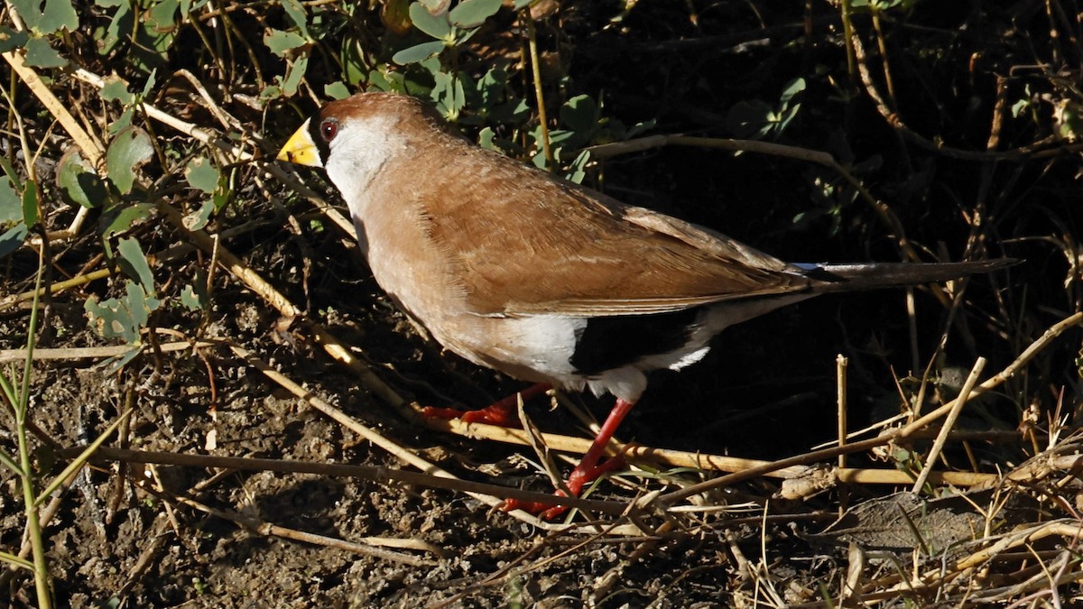 Masked Finch - ML642005322