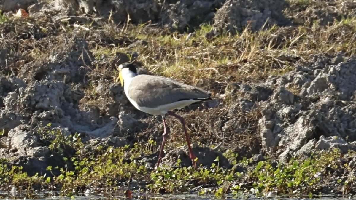 Masked Lapwing - ML642005326
