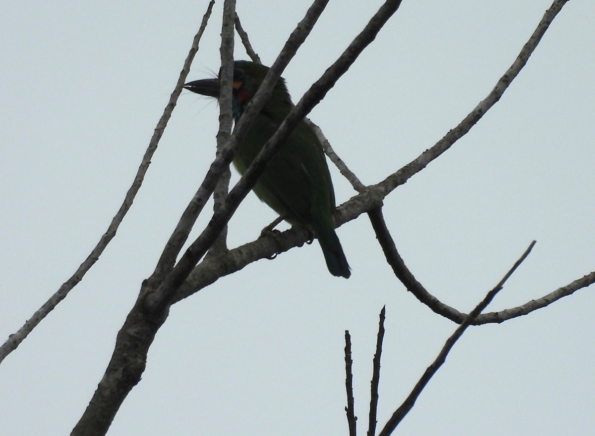 Blue-eared Barbet - ML642005332