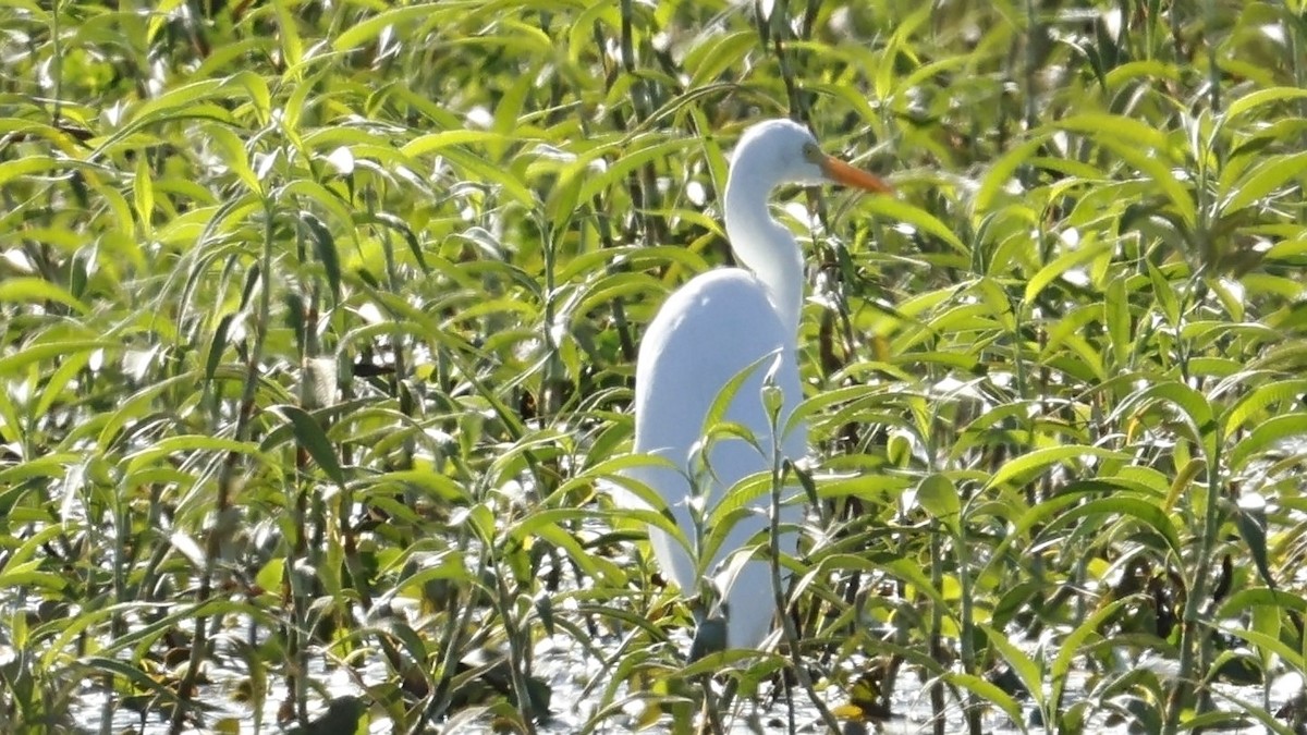 Plumed Egret - ML642005333