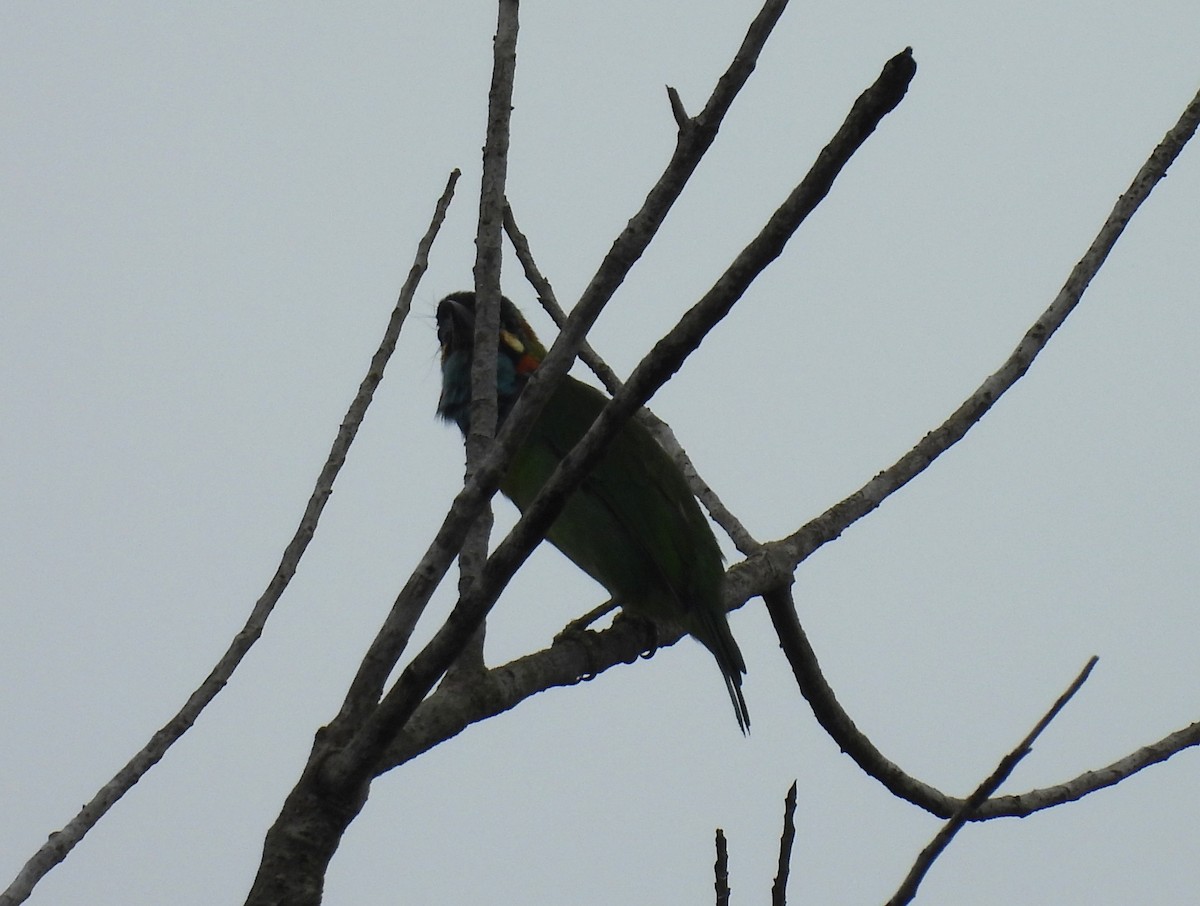 Blue-eared Barbet - ML642005335