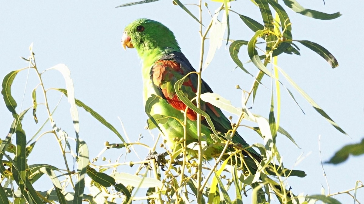 Red-winged Parrot - ML642005339