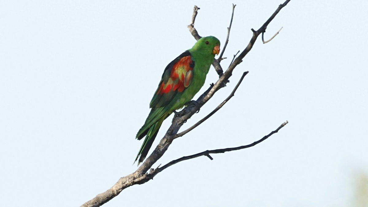 Red-winged Parrot - ML642005340