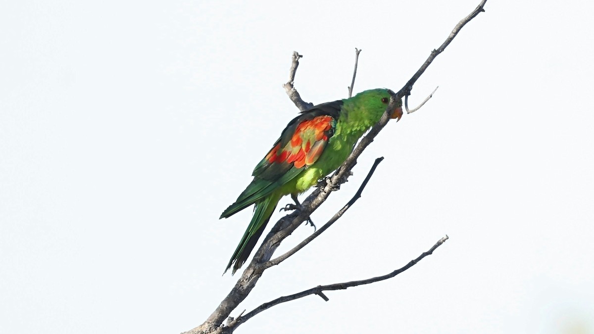 Red-winged Parrot - ML642005341