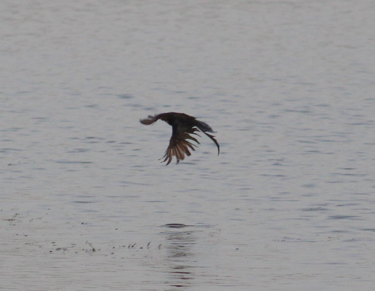 drongo černý - ML642005342