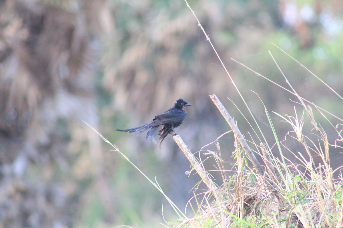drongo černý - ML642005345