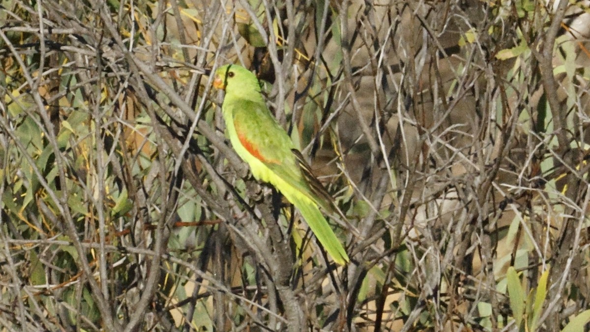 Red-winged Parrot - ML642005346