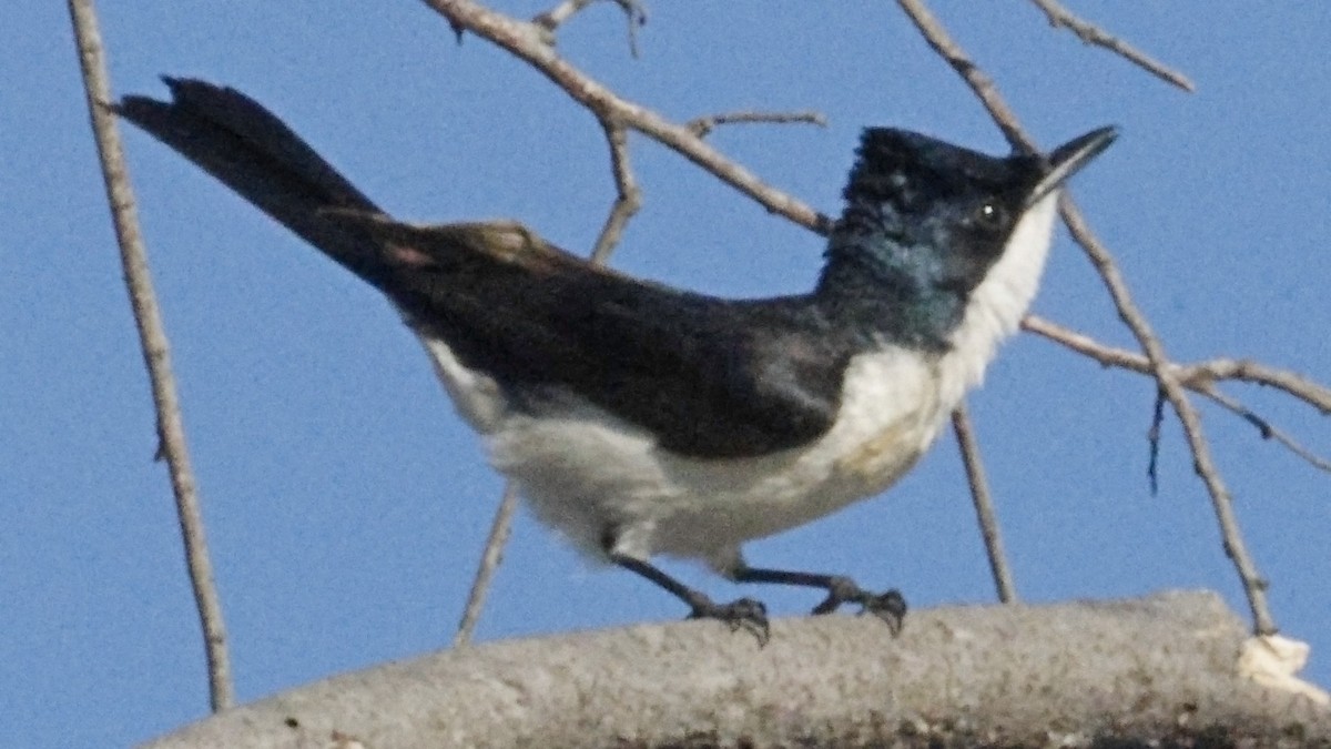 フタイロヒタキ - ML642005352