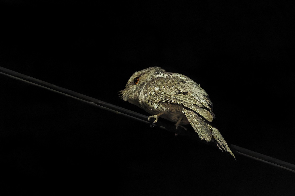 Papuan Frogmouth - ML642005353