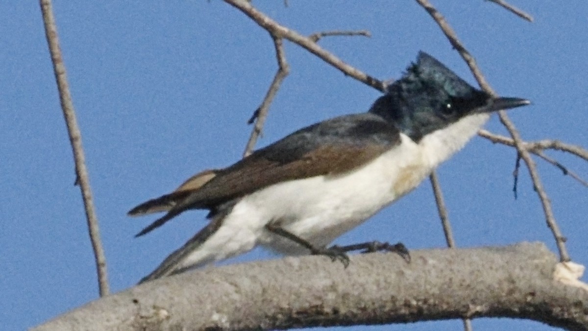 フタイロヒタキ - ML642005354