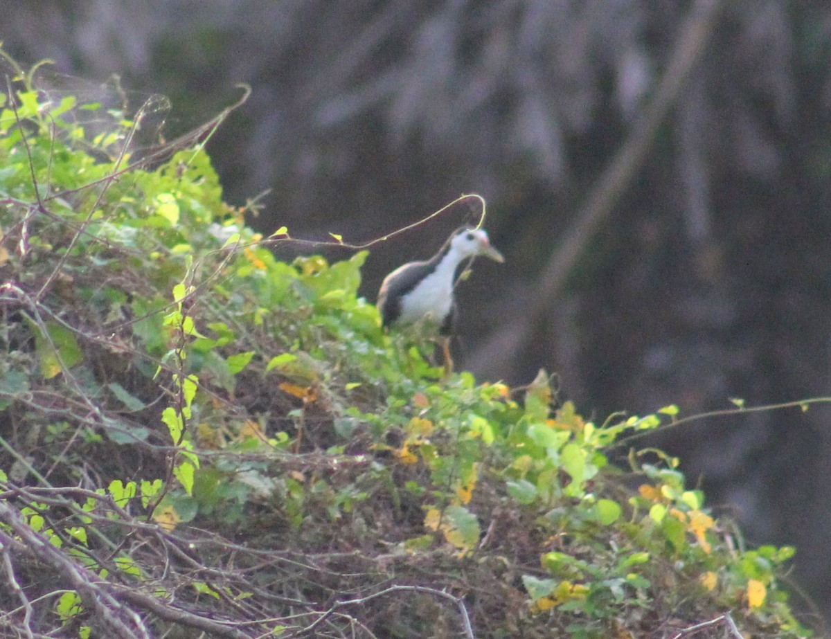 White-breasted Waterhen - ML642005360