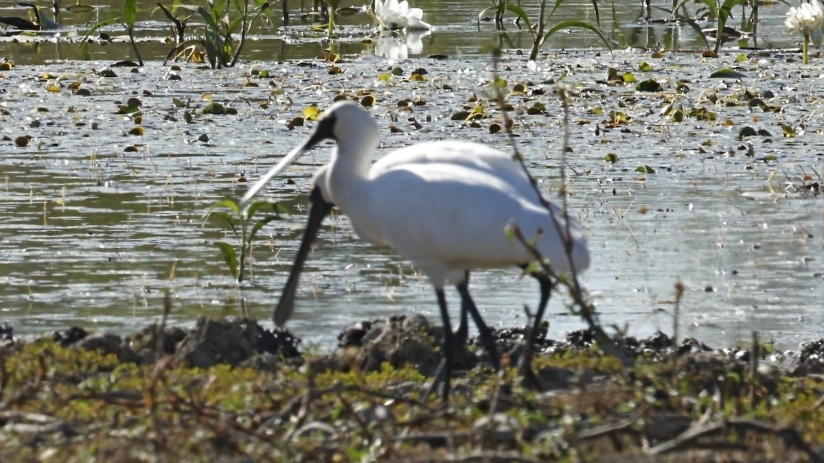 Royal Spoonbill - ML642005364