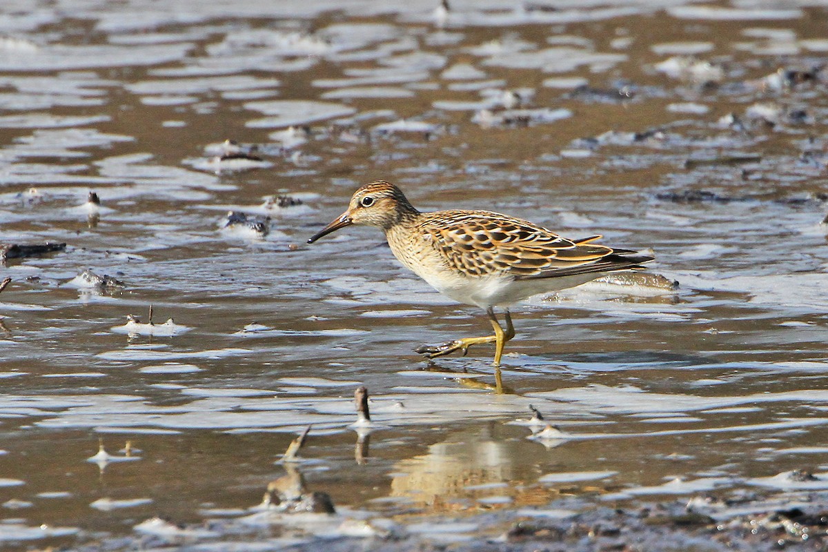 Bécasseau à poitrine cendrée - ML642005379