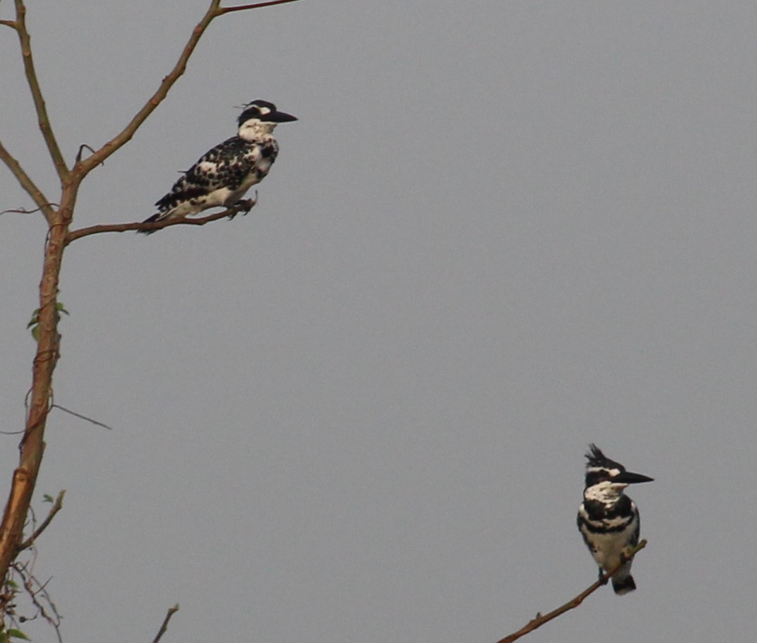 Pied Kingfisher - ML642005380