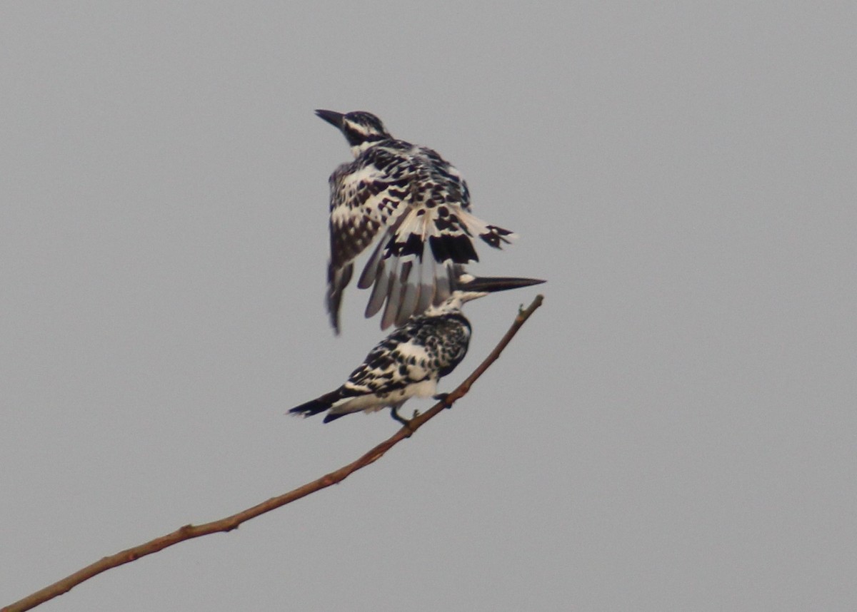 Pied Kingfisher - ML642005381