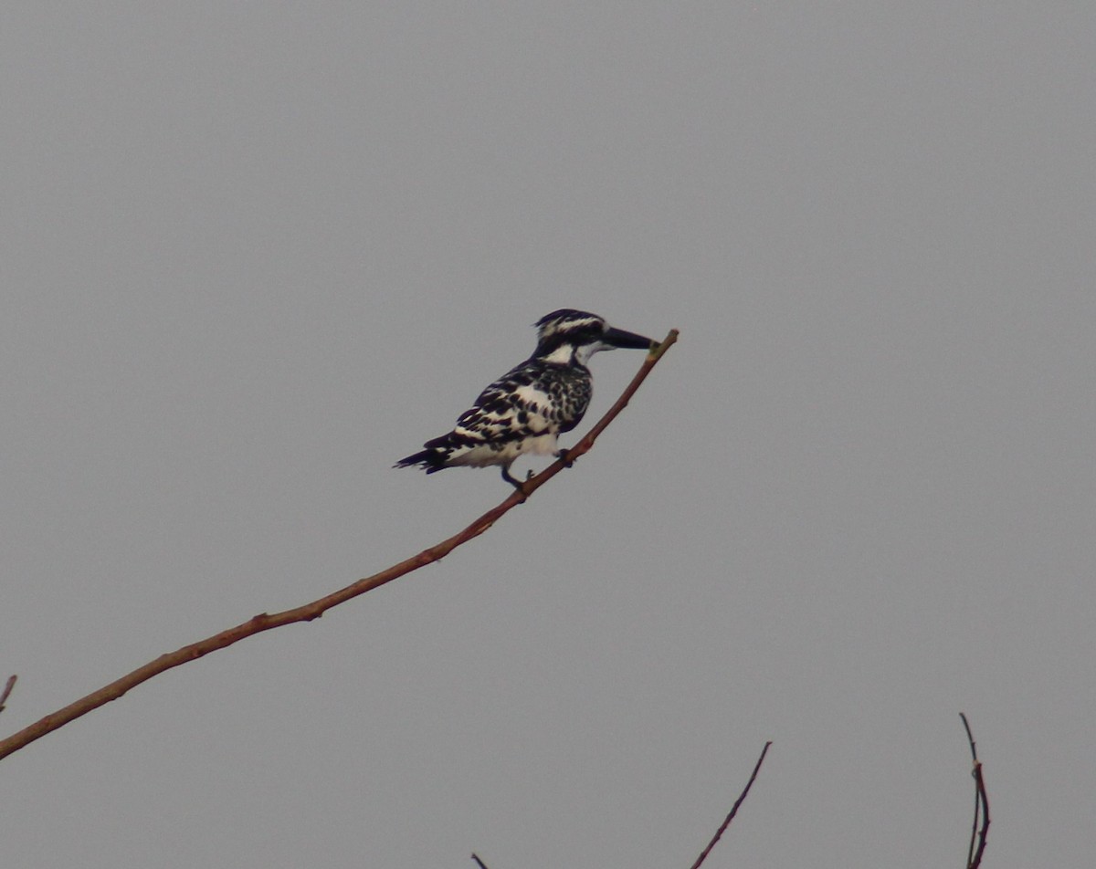 Pied Kingfisher - ML642005382