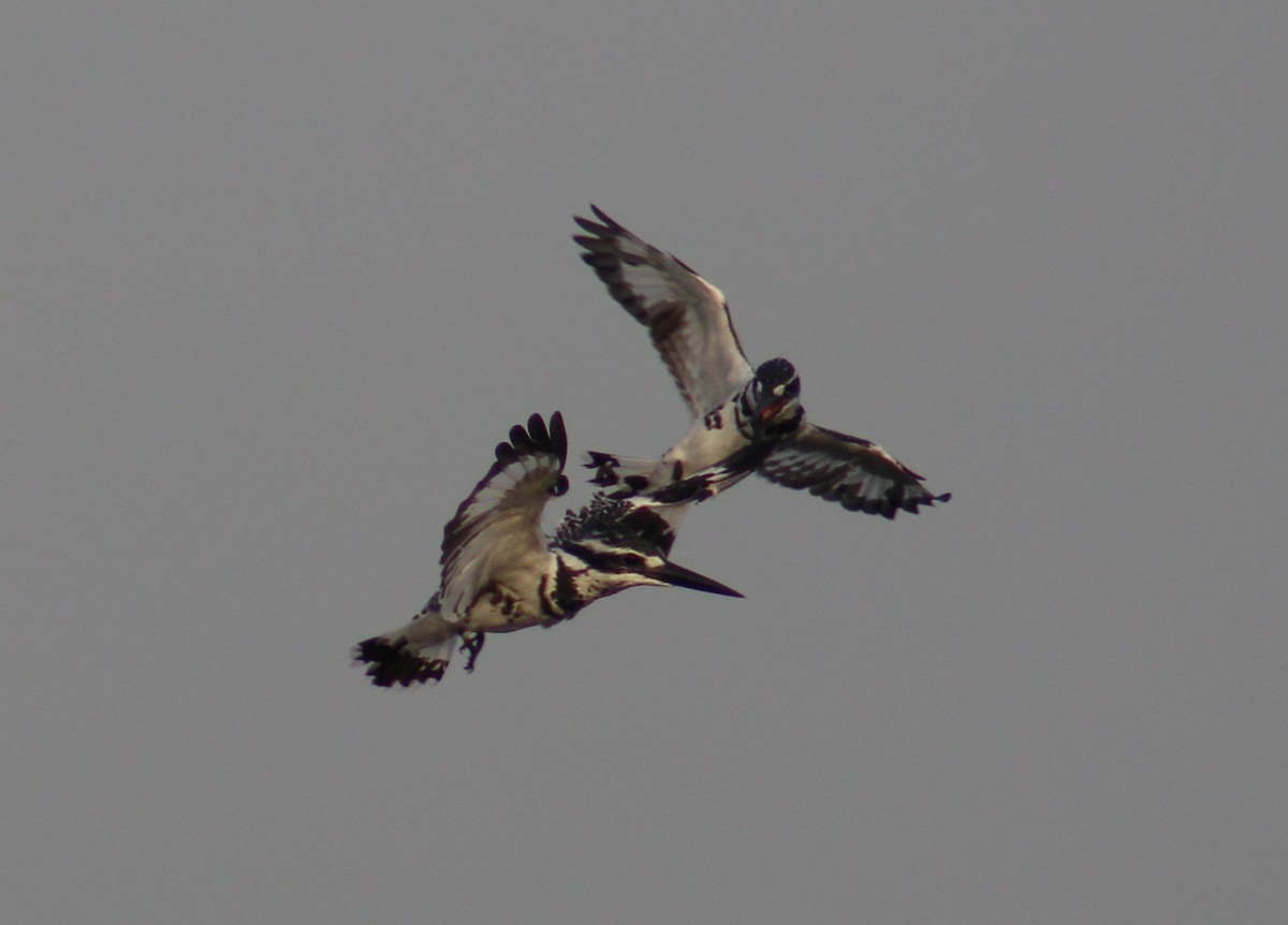 Pied Kingfisher - ML642005383