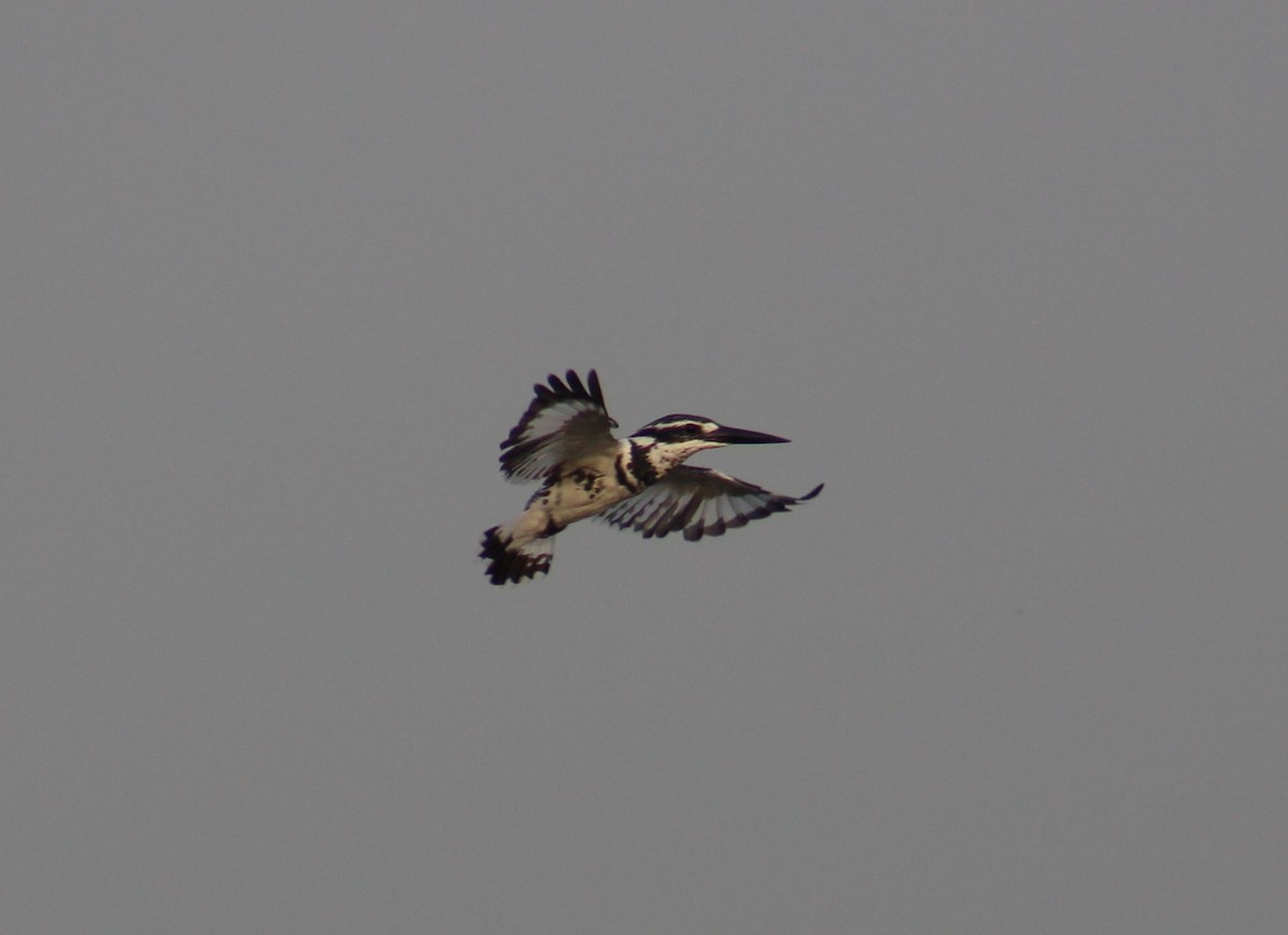 Pied Kingfisher - ML642005384