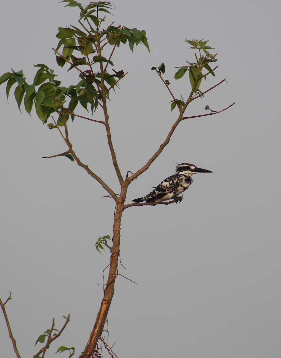 Pied Kingfisher - ML642005385