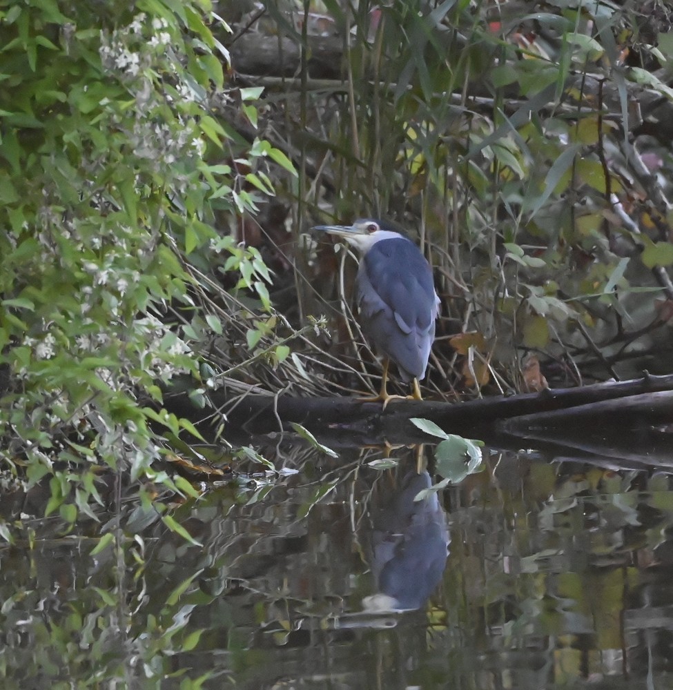 Black-crowned Night Heron - ML642005396