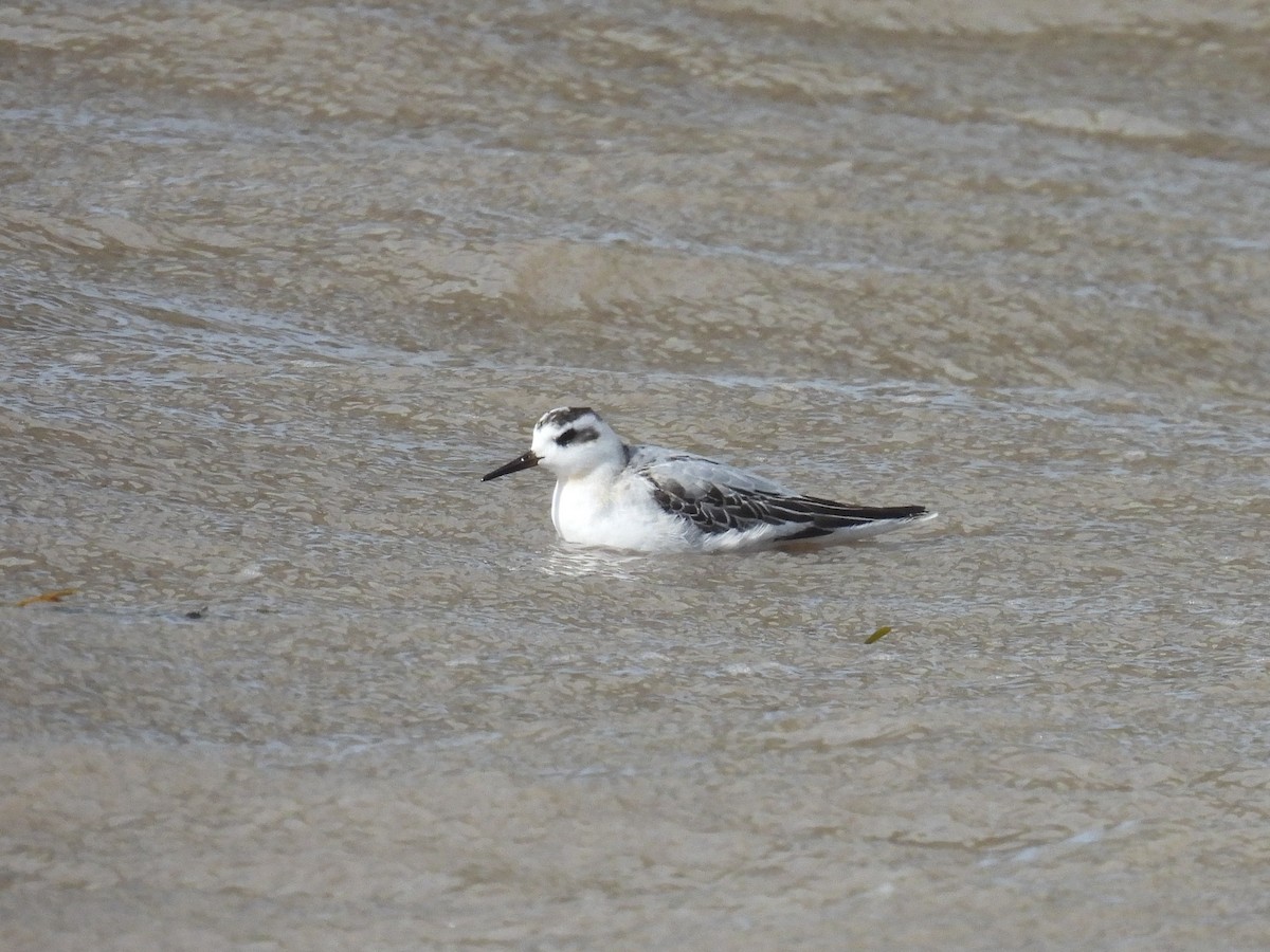 Red Phalarope - ML642005398