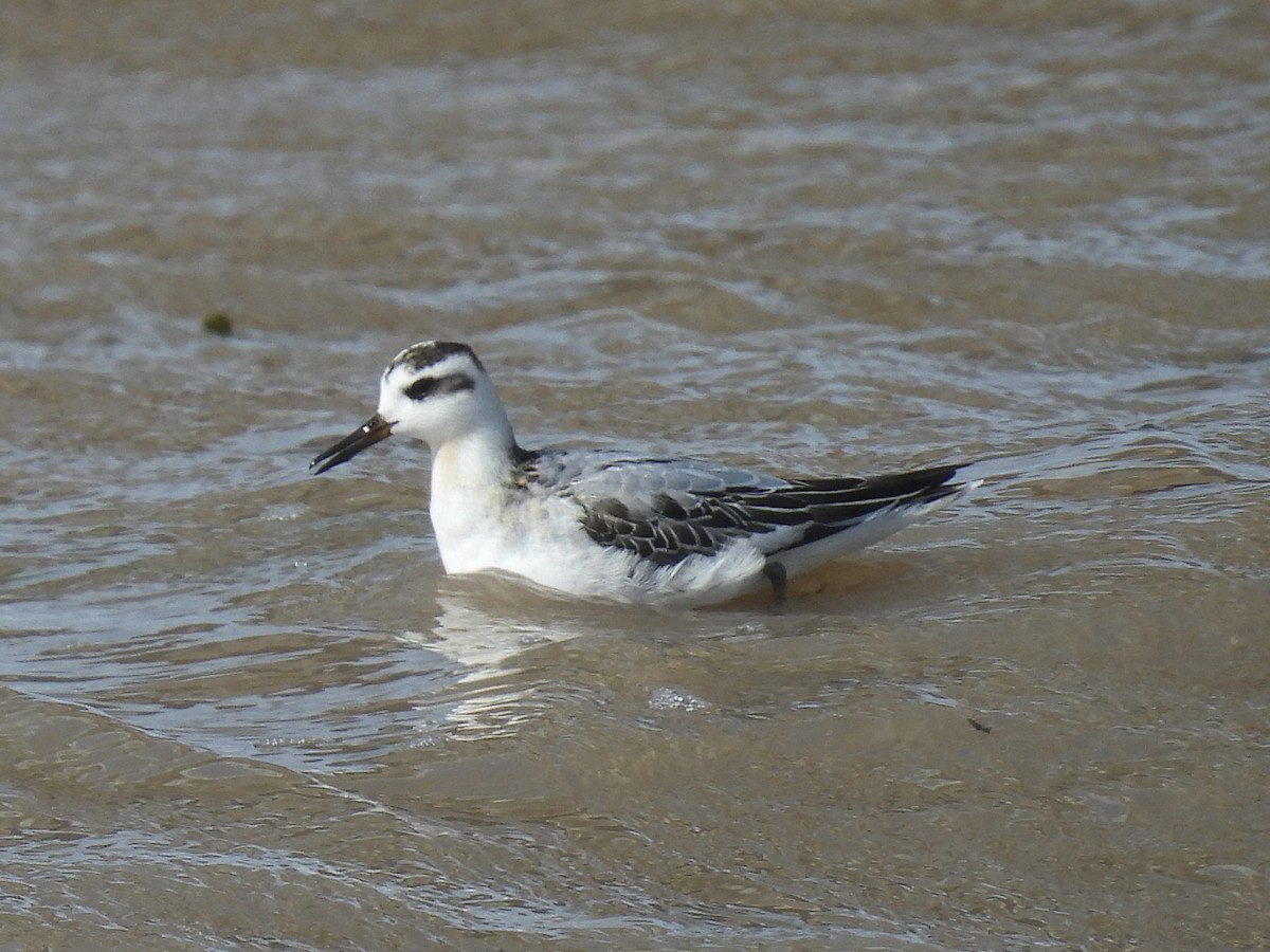 Red Phalarope - ML642005400