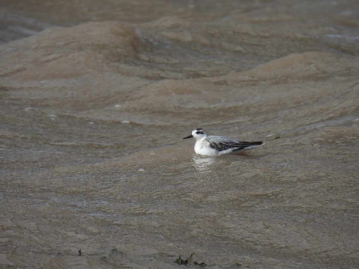 Red Phalarope - ML642005401