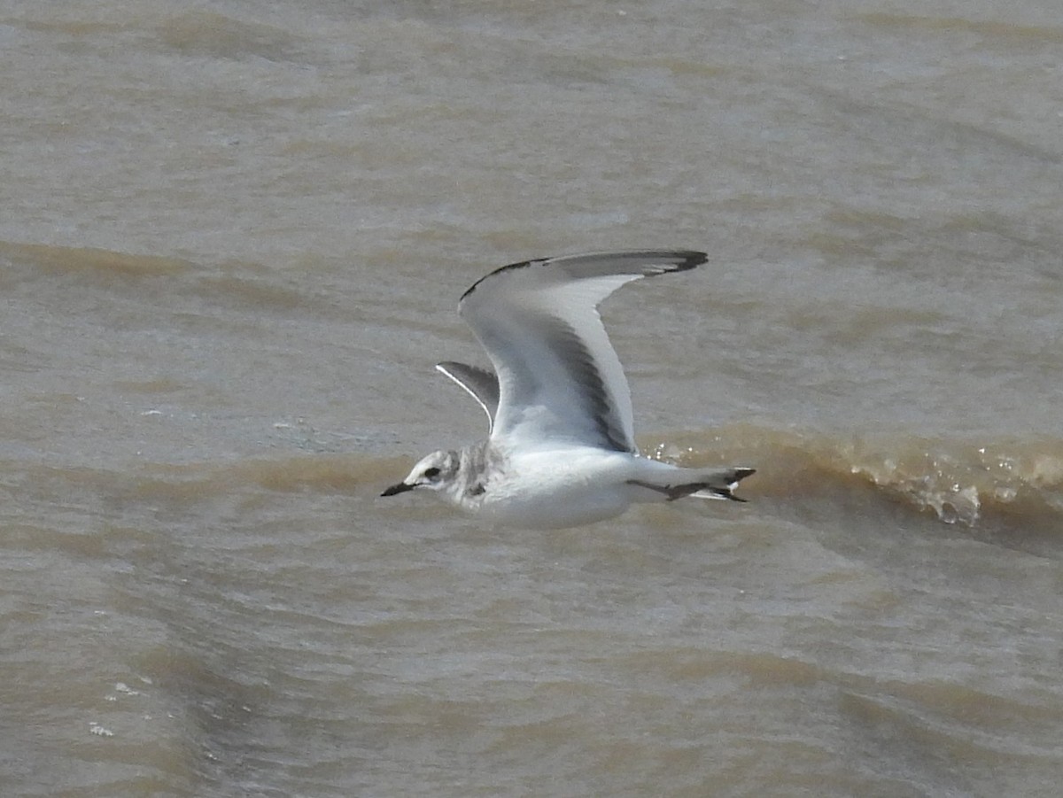 Sabine's Gull - ML642005408