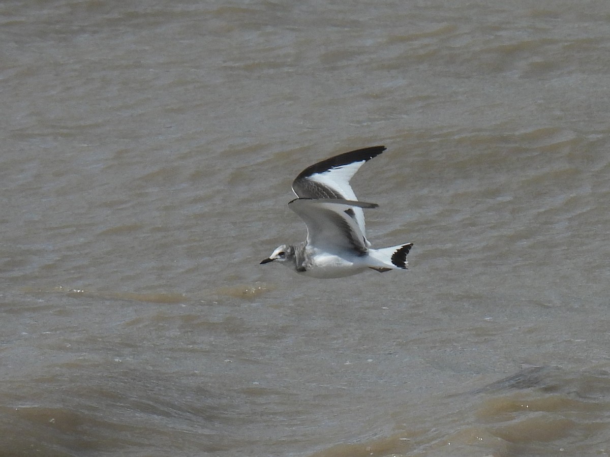Sabine's Gull - ML642005410