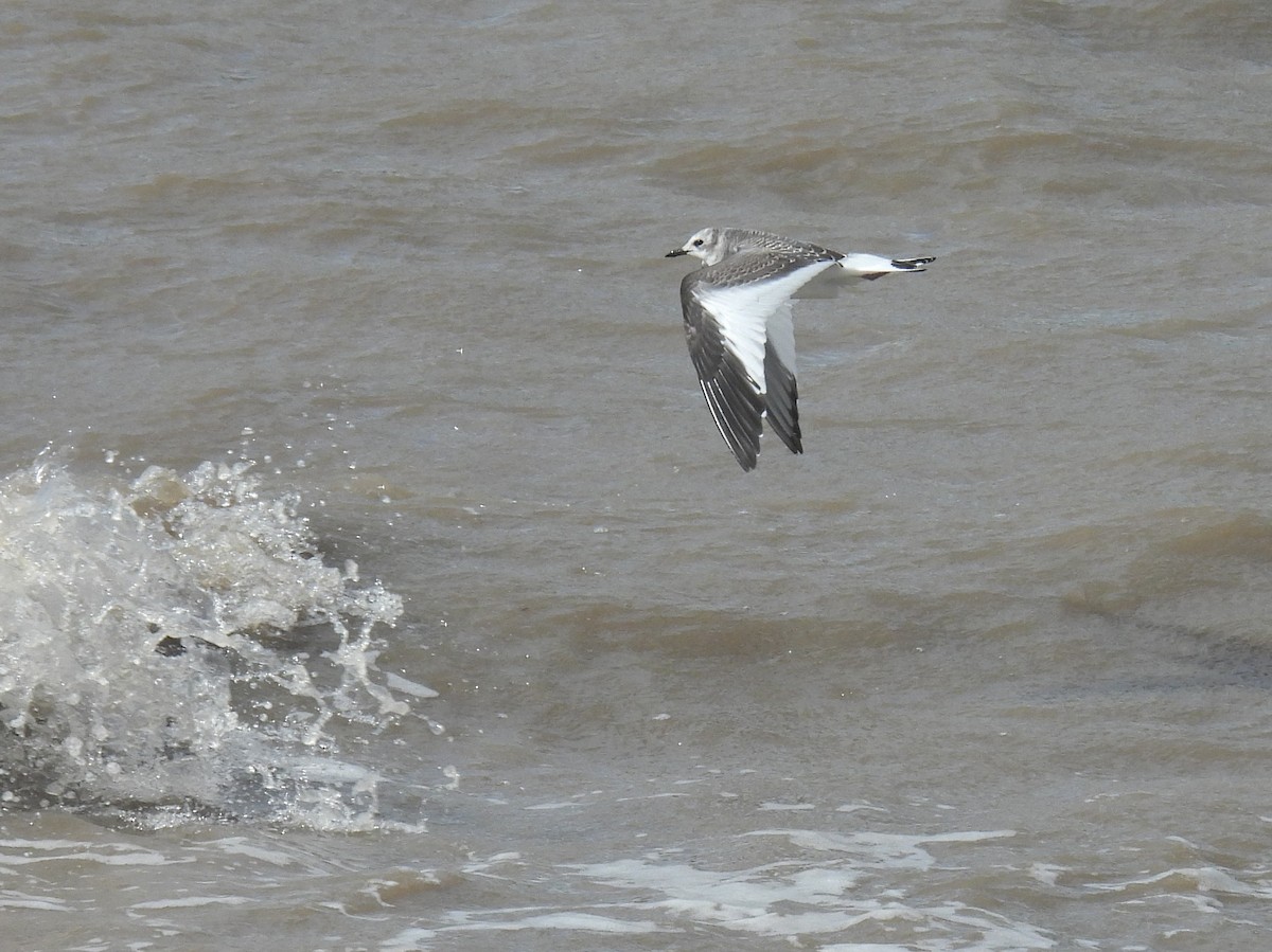 Sabine's Gull - ML642005414