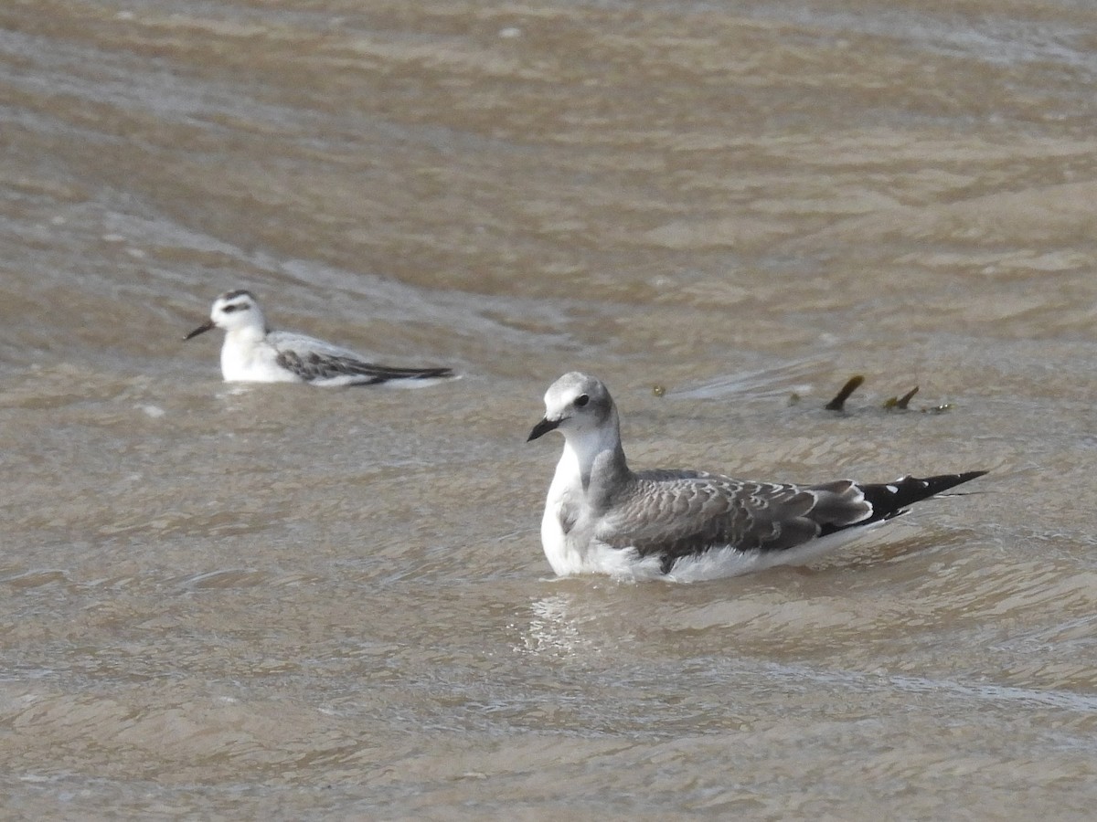 Sabine's Gull - ML642005415