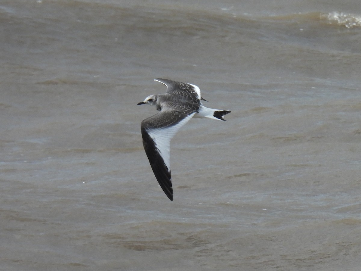 Sabine's Gull - ML642005417