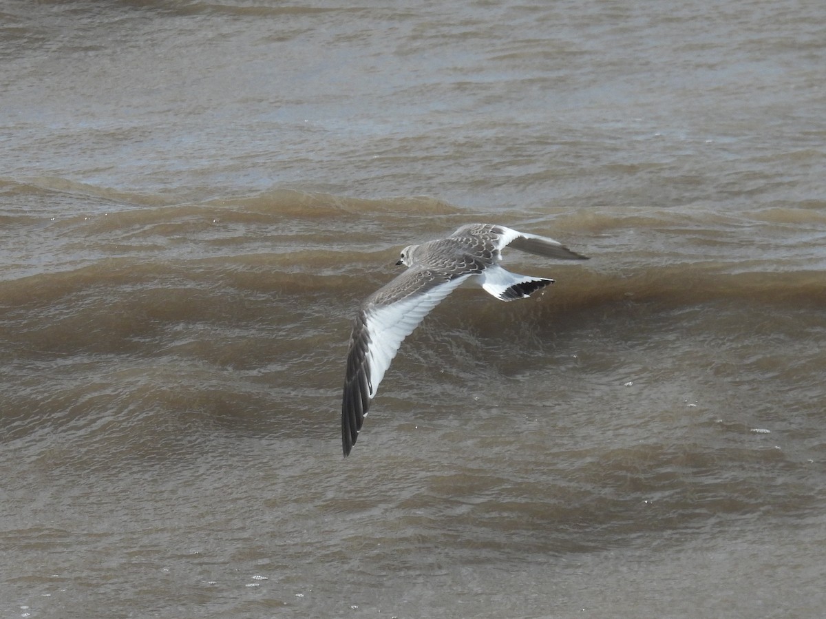 Sabine's Gull - ML642005418