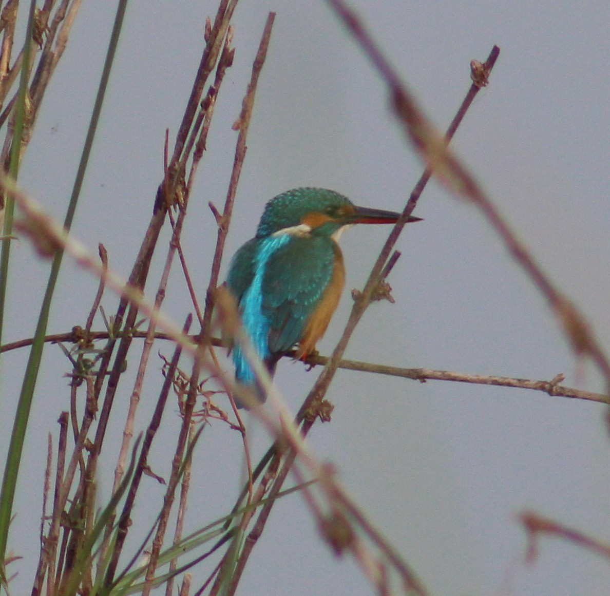 Common Kingfisher - ML642005420