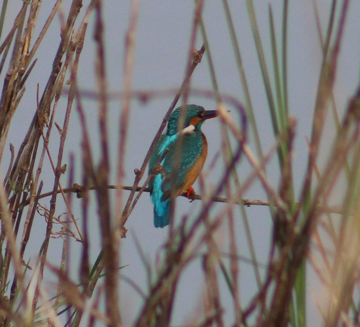 Common Kingfisher - ML642005421