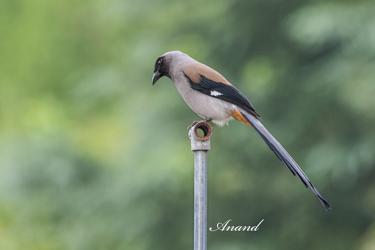 Gray Treepie - ML642005422