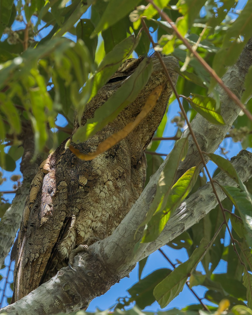 Papuan Frogmouth - ML642005424