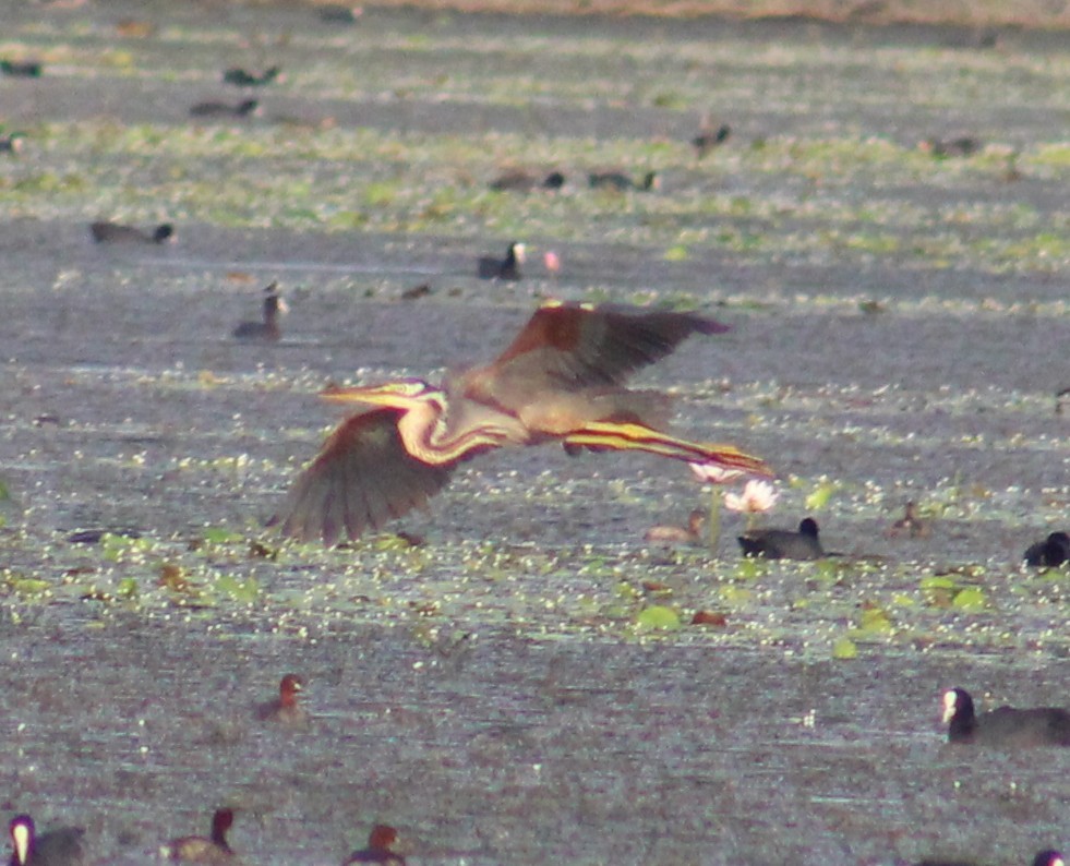 Purple Heron - ML642005429