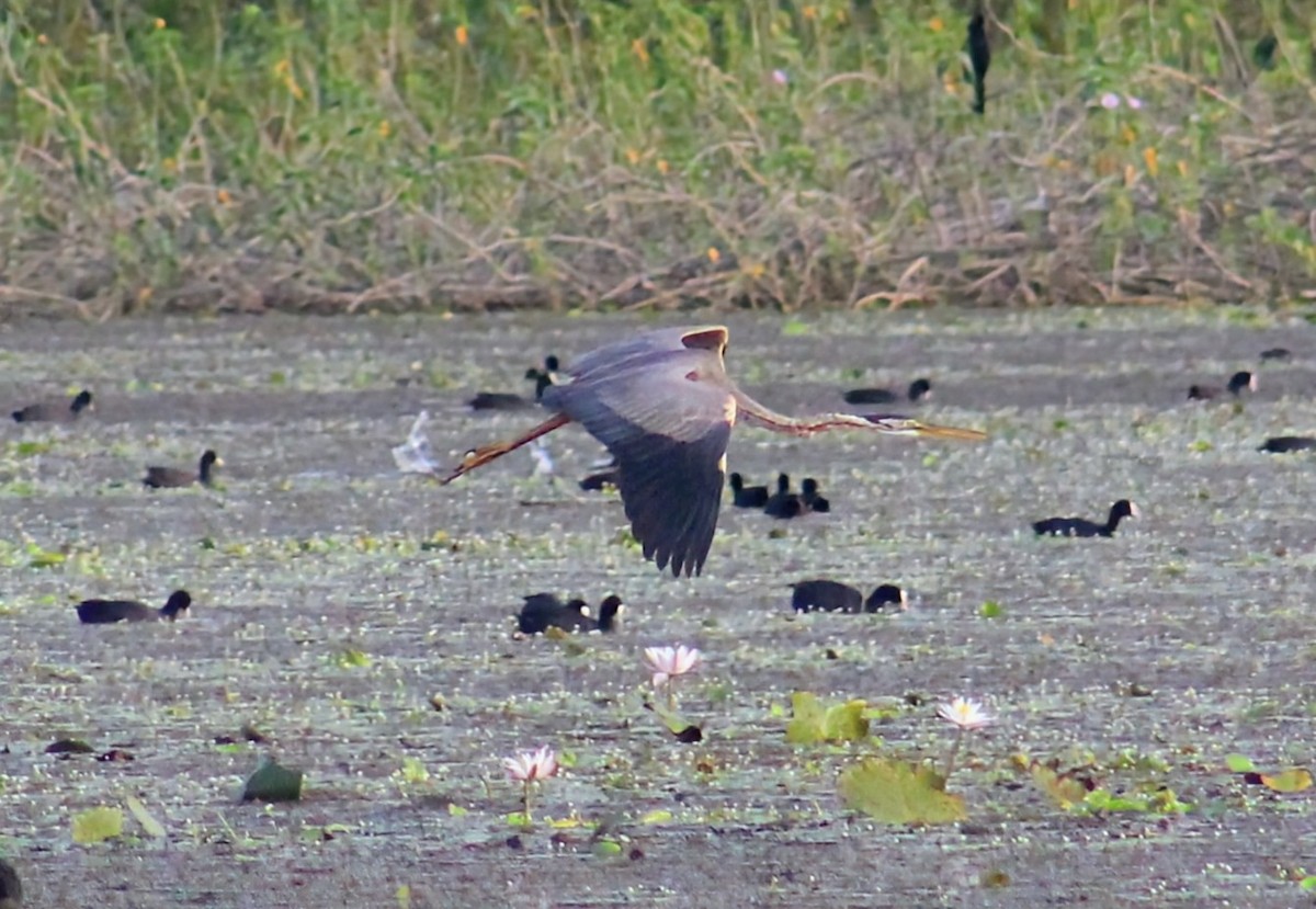 Purple Heron - ML642005430