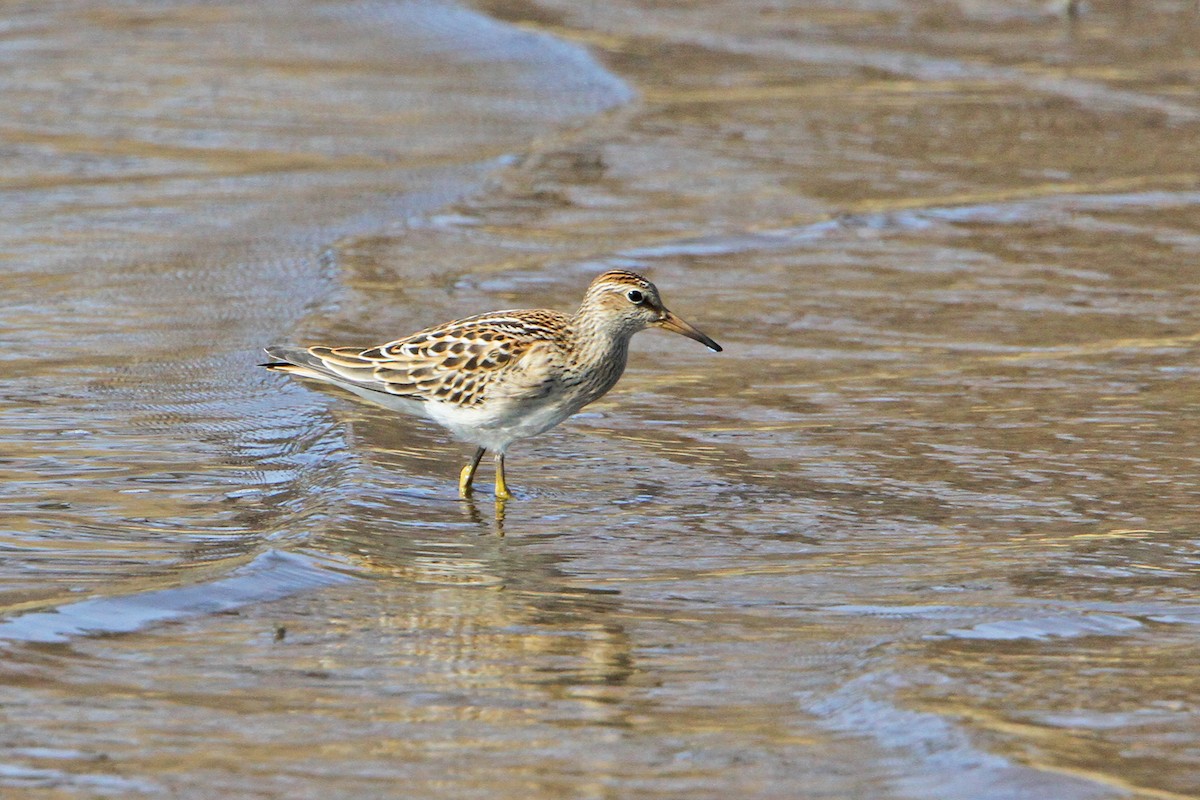 Bécasseau à poitrine cendrée - ML642005433