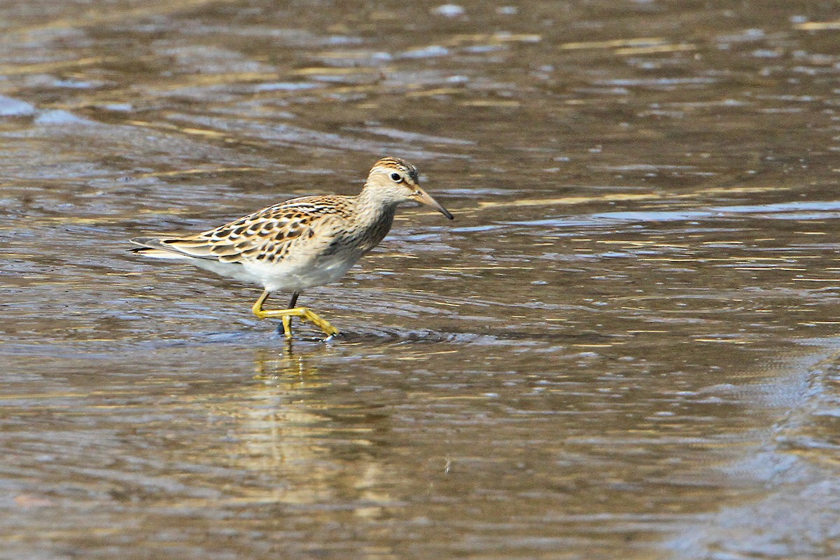 Bécasseau à poitrine cendrée - ML642005436
