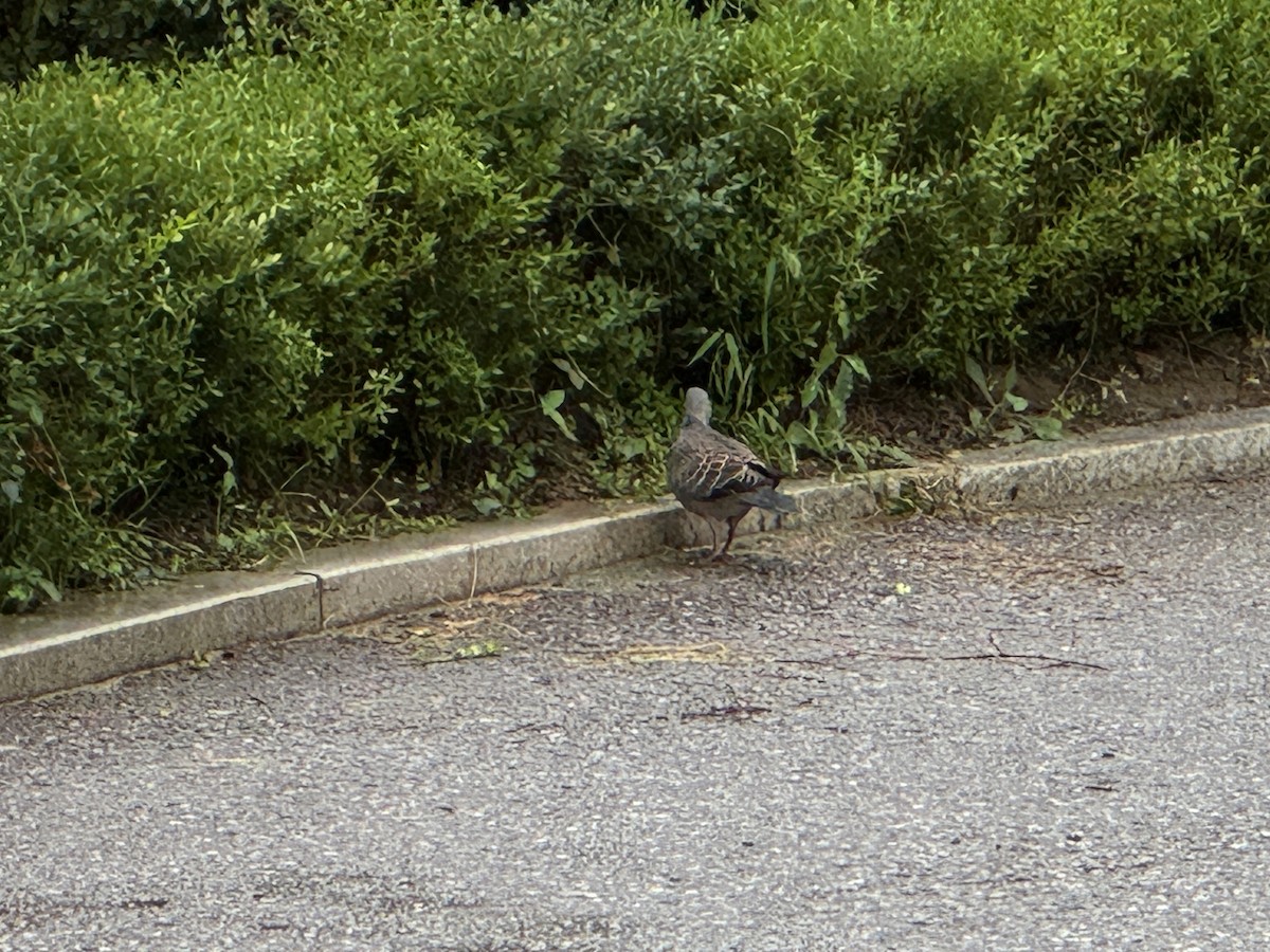 Oriental Turtle-Dove - ML642005439