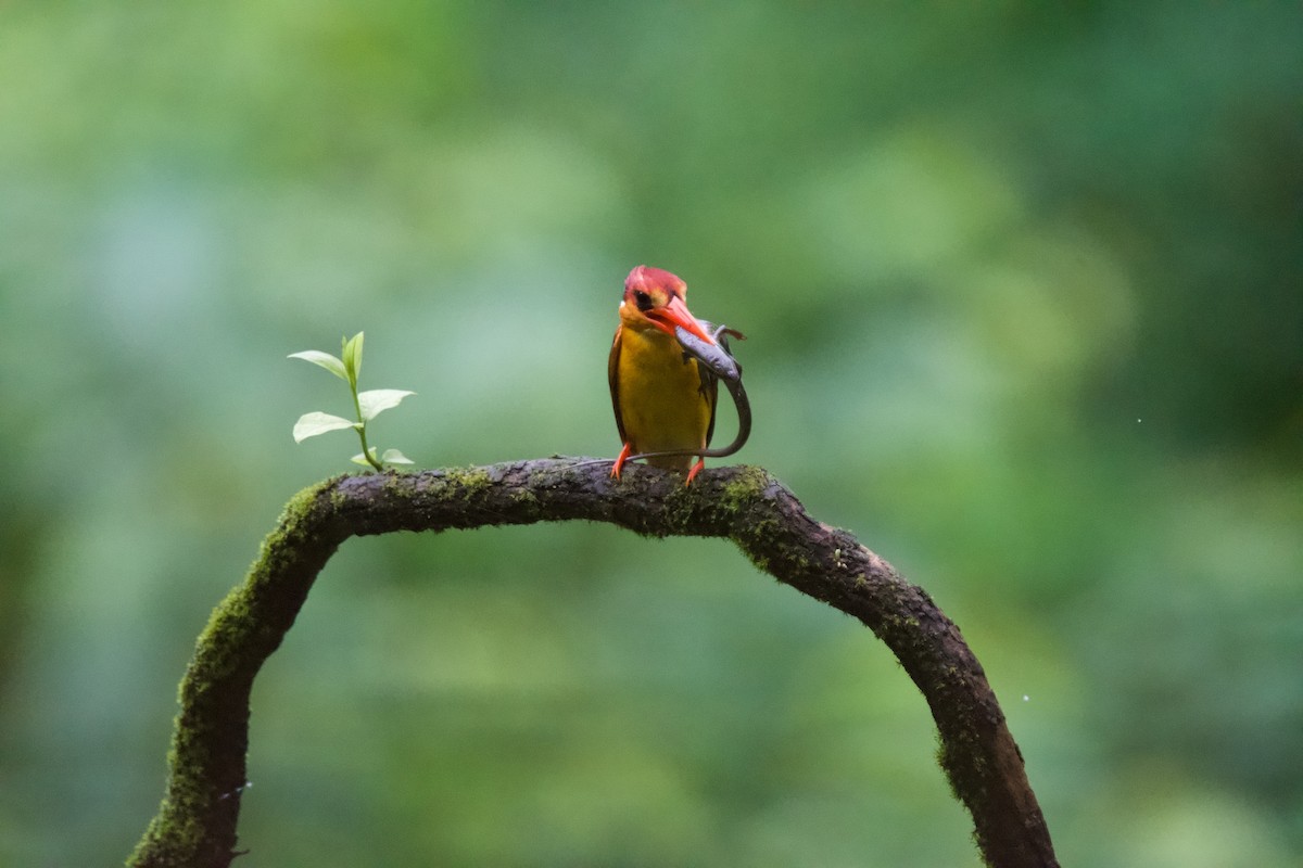 Black-backed Dwarf-Kingfisher - ML642005440